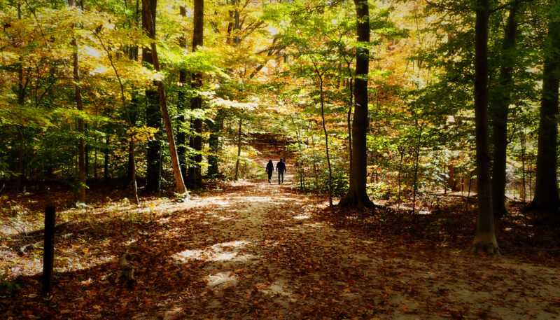 Couple on wooded path