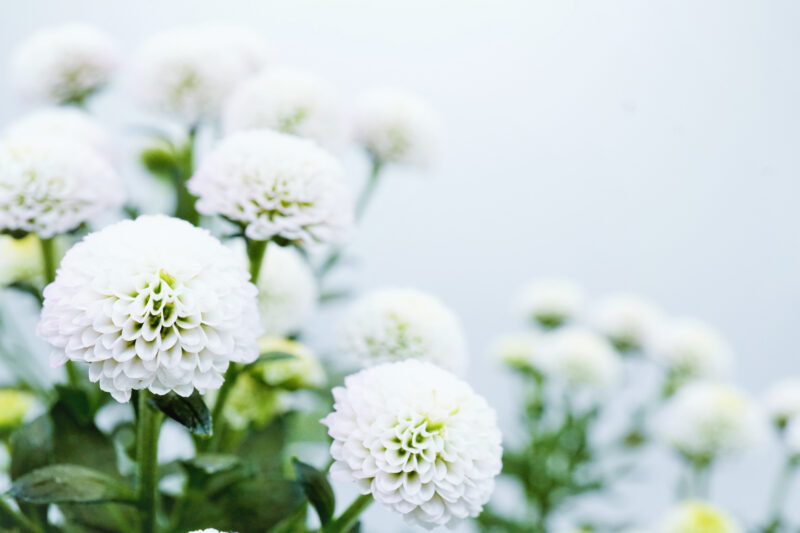 Beautiful white round chrysanthemum flowers blooming beautifully on a white background