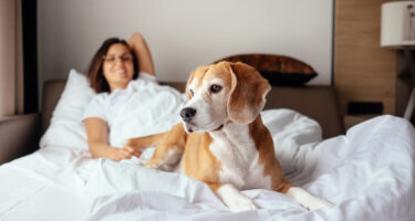 explore-and-stay-category-pet-friendly-hotels