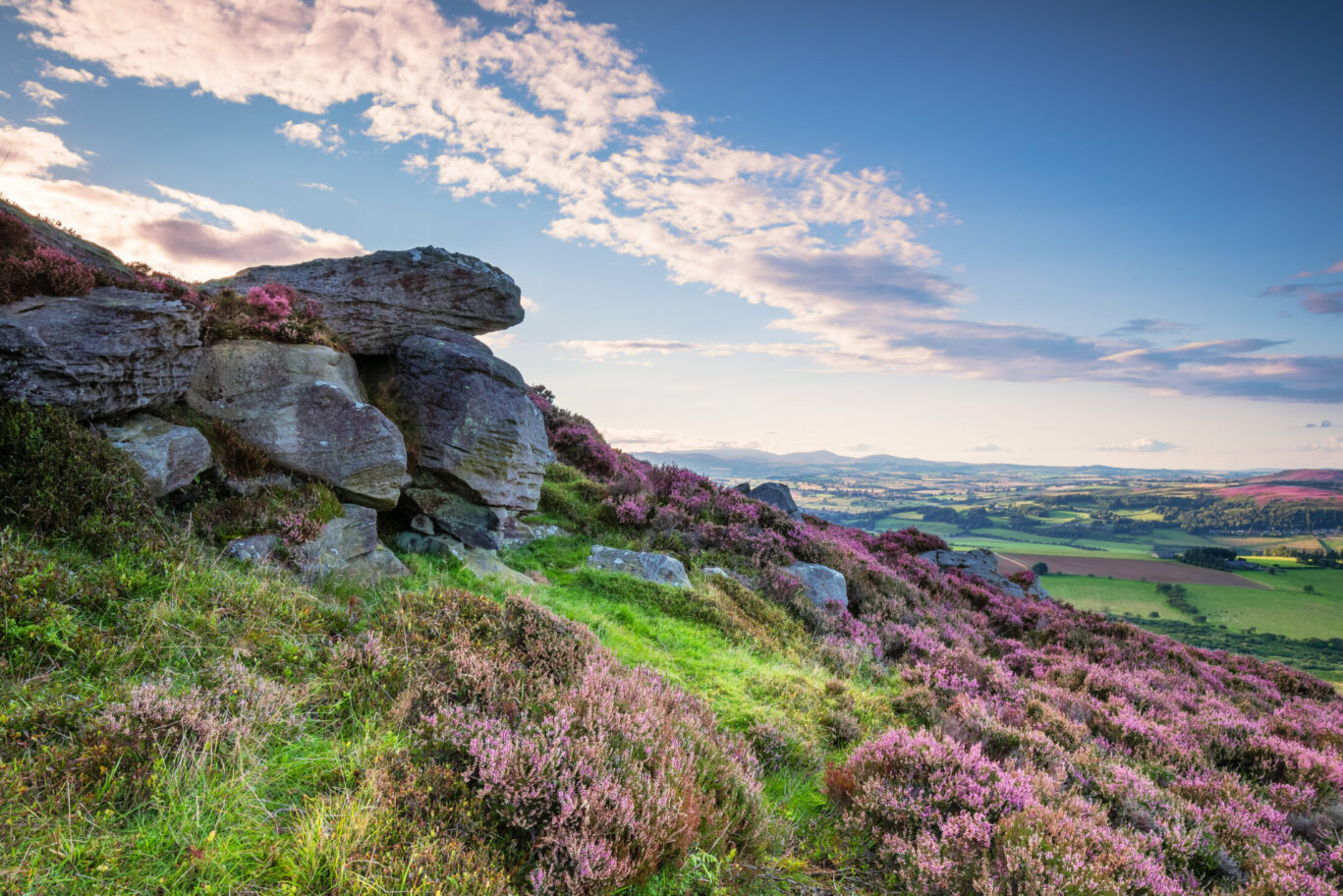 Crags,And,Heather,On,Simonside,Hills,/,Popular,With,Walkers
