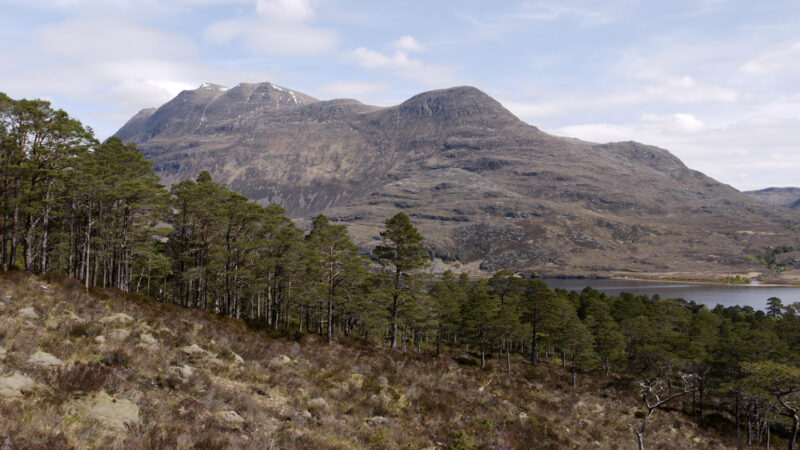 Caledonian_forest_on_Beinn_Eighe_National_Nature_Reserve