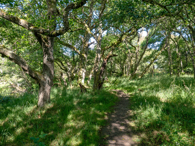 WIldcat Trail
