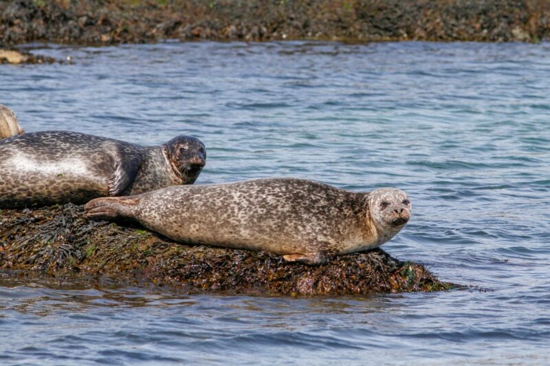 seals-in-loch-flodabay-medium