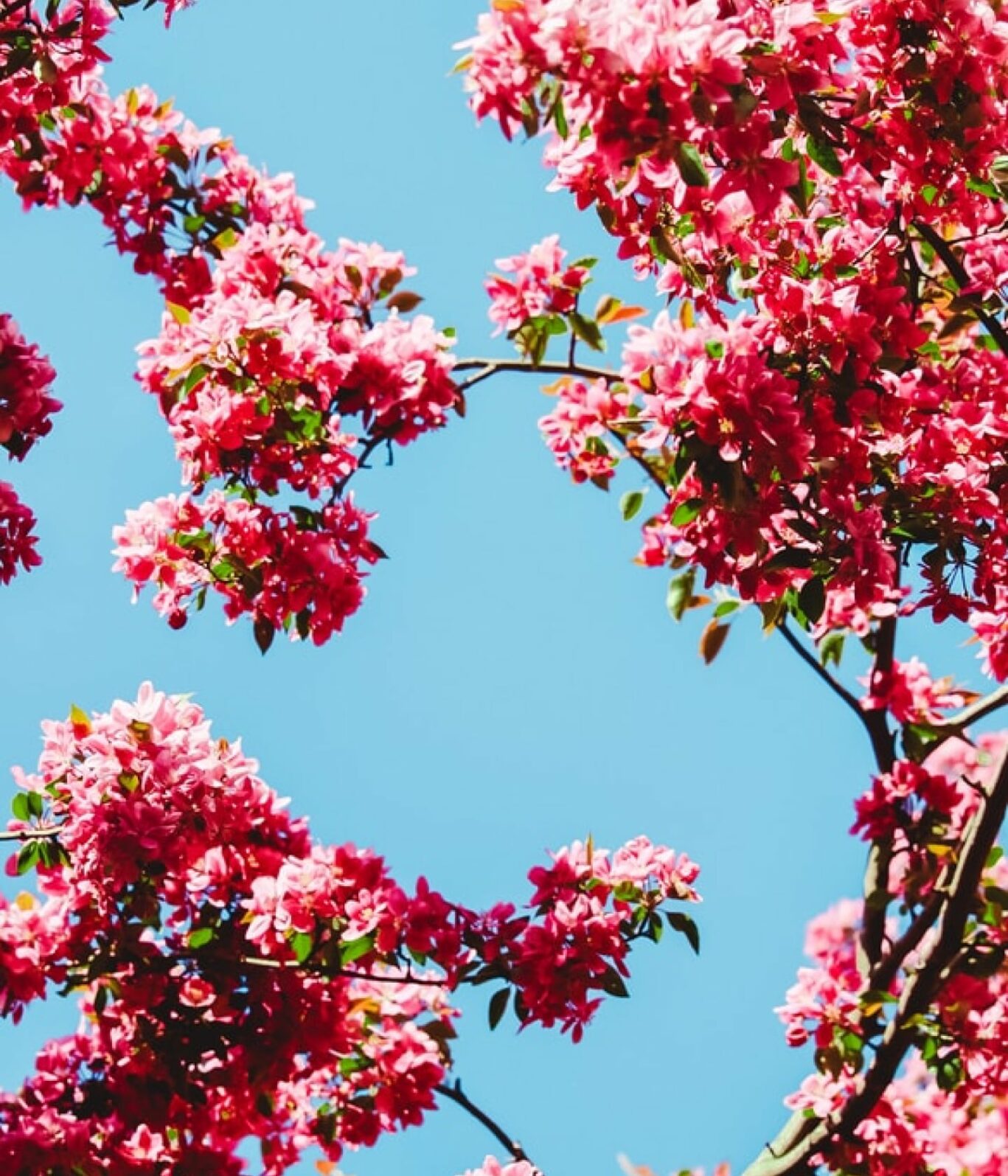 offer-category-spring-breaks