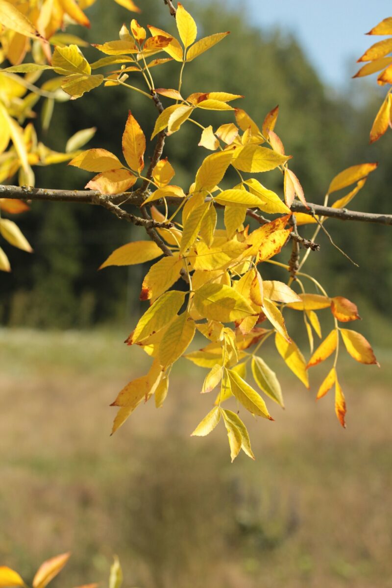 ella-heineman-BC_VbLpGyEM-unsplash