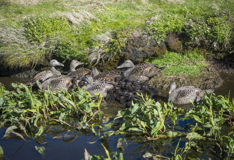 Eider ducks on the Isle of May