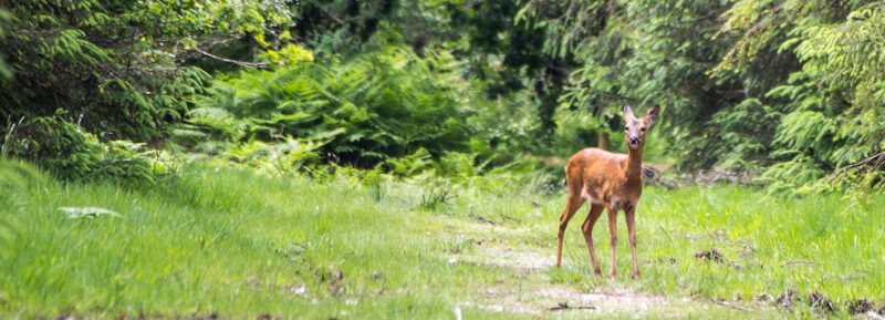 Deer standing in the path at Haldon Forest