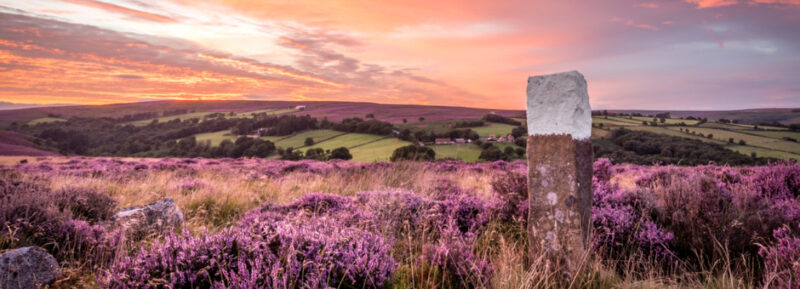 The Sun Sets Over Blooming Heather In The North Yorkshire