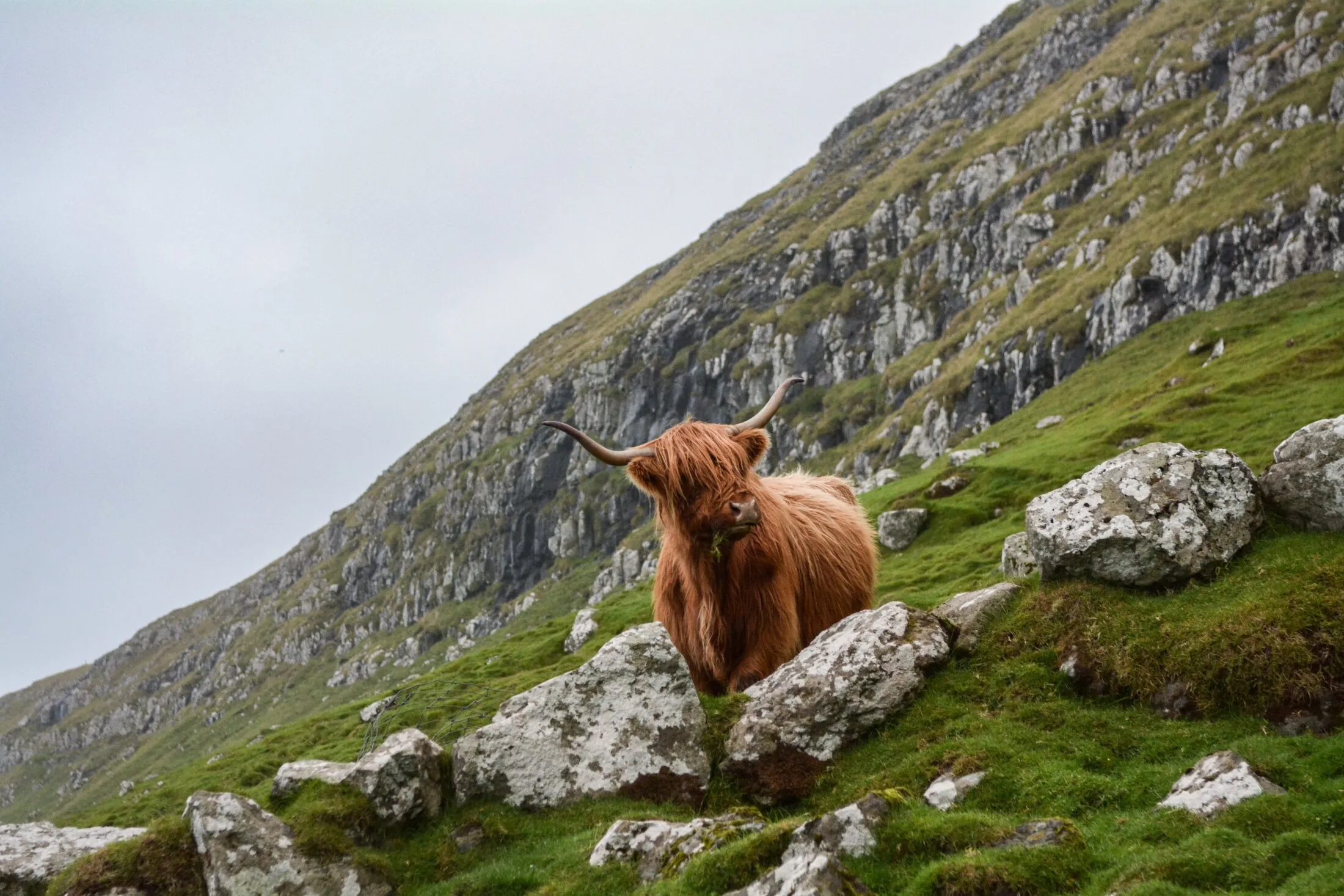 Highland-Cow